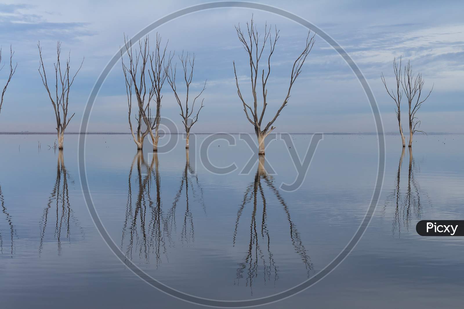 Dry Trees Submerged In The Lake. The Branches Without Leaves Are Reflected In The Calm Of The Water.