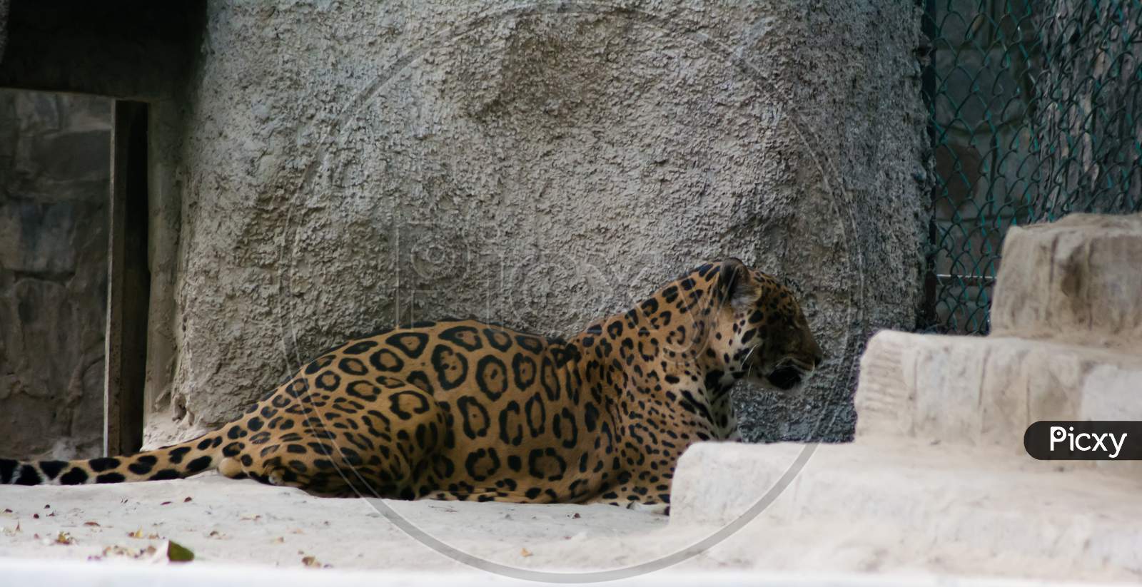 The leopard is one of the five extant species in the genus Panthera, a member of the Felidae.