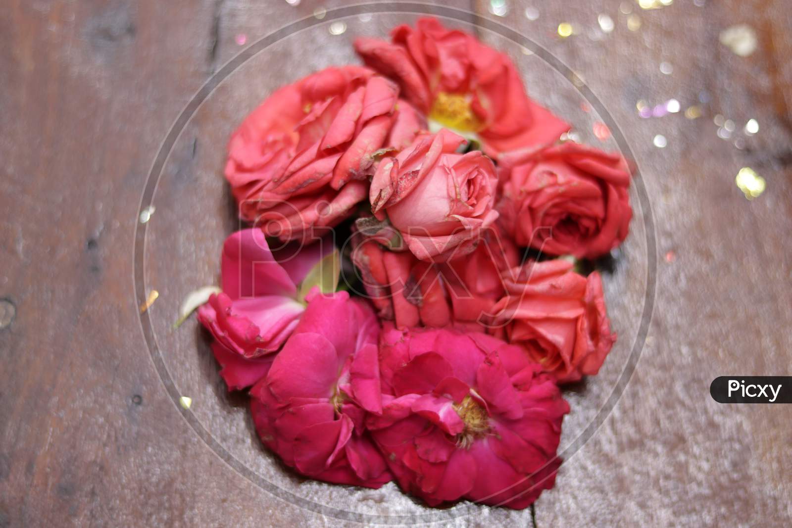 Pink rose flowers on wood background