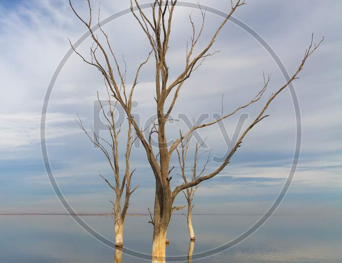 Dry Trees In The City Of Epecuen. Heaven And Water Are Confused On The Horizon. Salt Lake That Caused Devastating Floods.