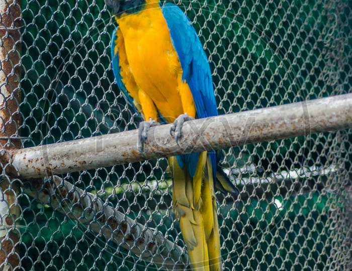 Parrots, also known as psittacines, are birds of the roughly 393 species in 92 genera comprising the order Psittaciformes.