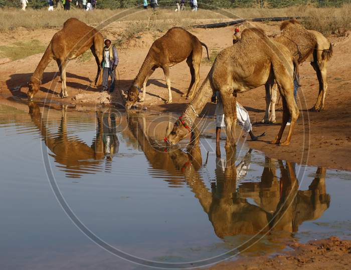 Herd Of Camels Drinking Water In a Lake With Reflection on Water Surface At Nagaur Cattle Fair, Nagaur