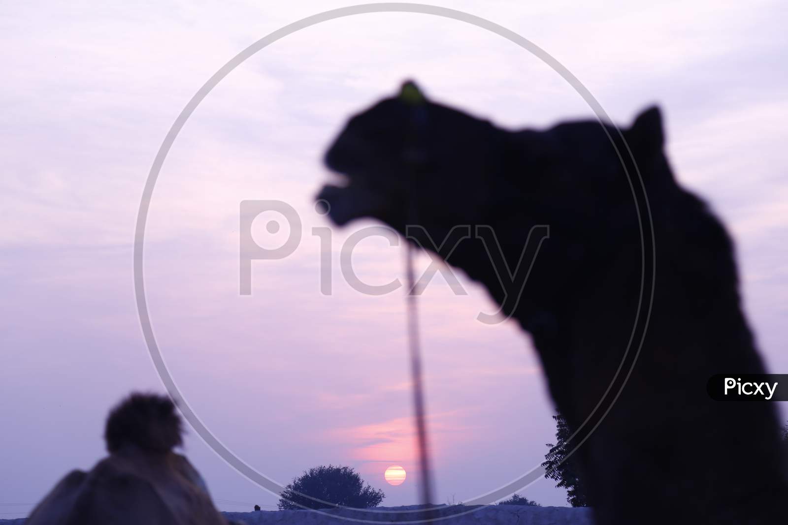 Silhouette Of Camels Over Sunset Sky in Nagaur  Cattle Fair, Nagaur