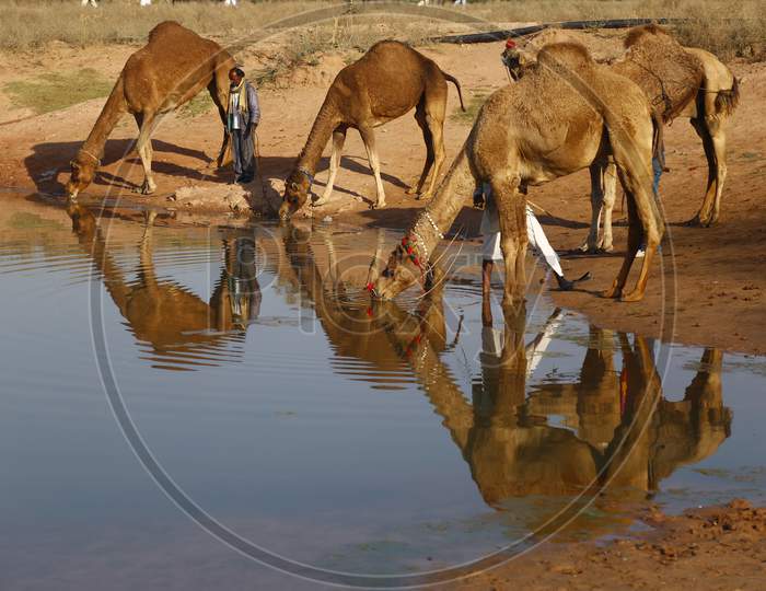 Herd Of Camels Drinking Water In a Lake With Reflection on Water Surface At Nagaur Cattle Fair, Nagaur