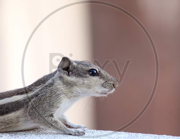 Side Portrait Of Squirrel