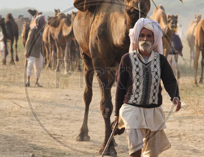 Pushkar Camel Fair In Pushkar In Rajasthan.  Thousands Of Livestock Traders From The Region Come To The Traditional Camel Fair Where Livestock, Mainly Camels, Are Traded. This Annual Five-Day Camel And Livestock Fair Is One Of The World'S Largest Camel Fairs.