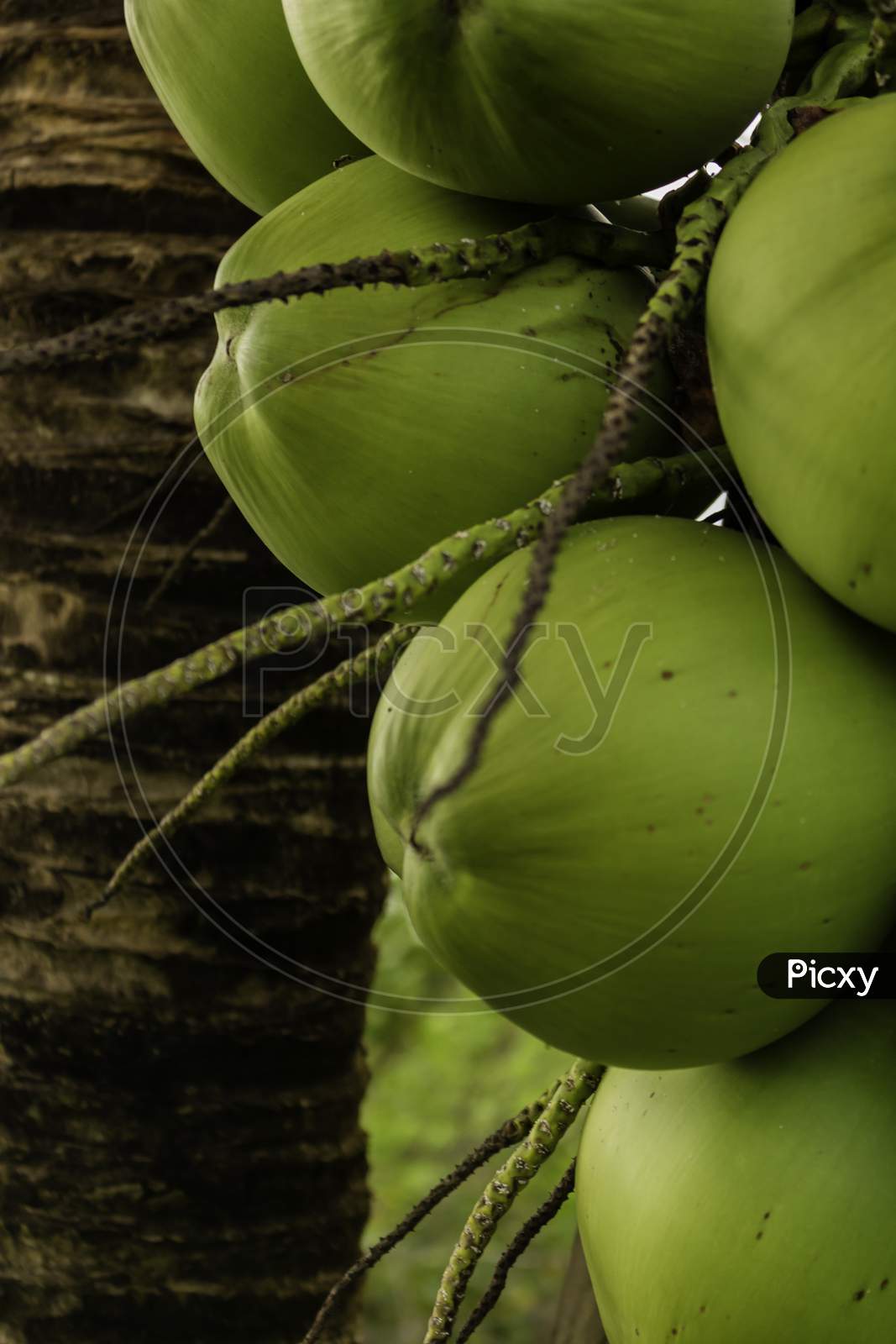 Posy Of Coconuts On A Palm Tree. Round Fruit Of Green Color With Water Inside. Nutritious Food Of Vegetable Origin. Plants For The Production Of Coconut Oil.