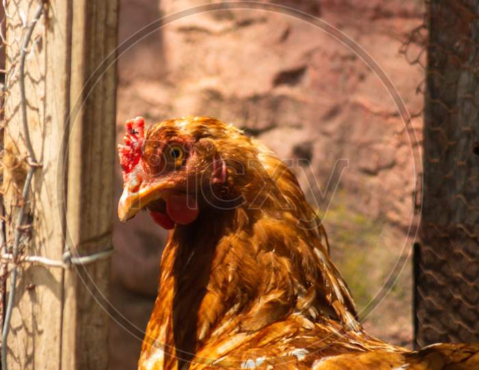 Close Up Of A Bird. Live Hen In Her Pen. Live Food Of Animal Origin.