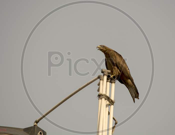 Black Kite Bird (Eagle) With Blue Sky In Background.