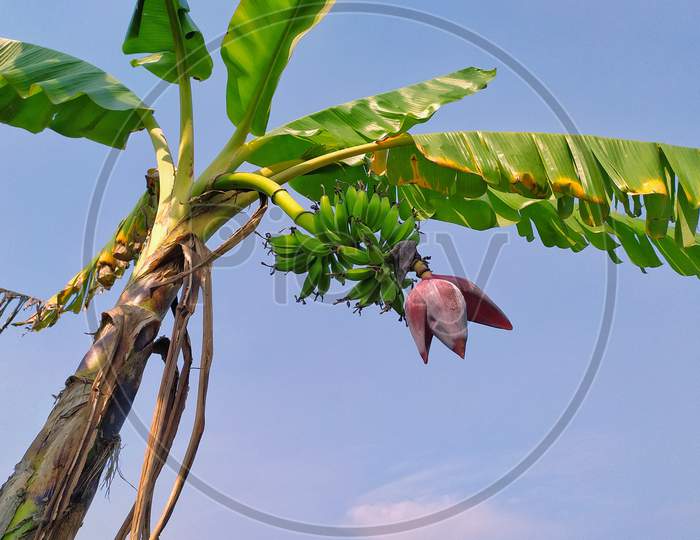 Plantain flower of banana tree in the Indian garden.