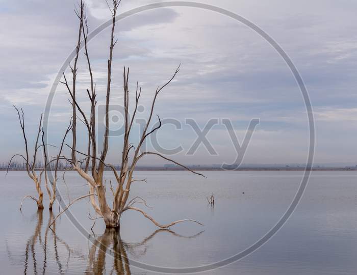 Dead Trees In The City Of Epecuen. Desolate Landscape Without People. Natural Disaster.