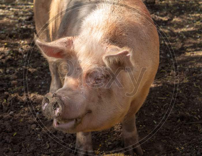 pig In a Farm