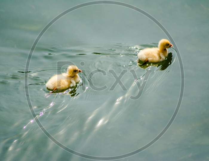 ducks swimming in the water in Beautiful Bhimtal lake of Nainital Uttarakhand
