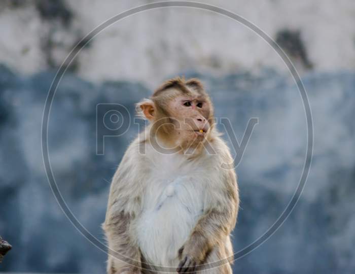 Monkey is a common name that may refer to groups or species of mammals, in part, the simians of infraorder Simiiformes.
