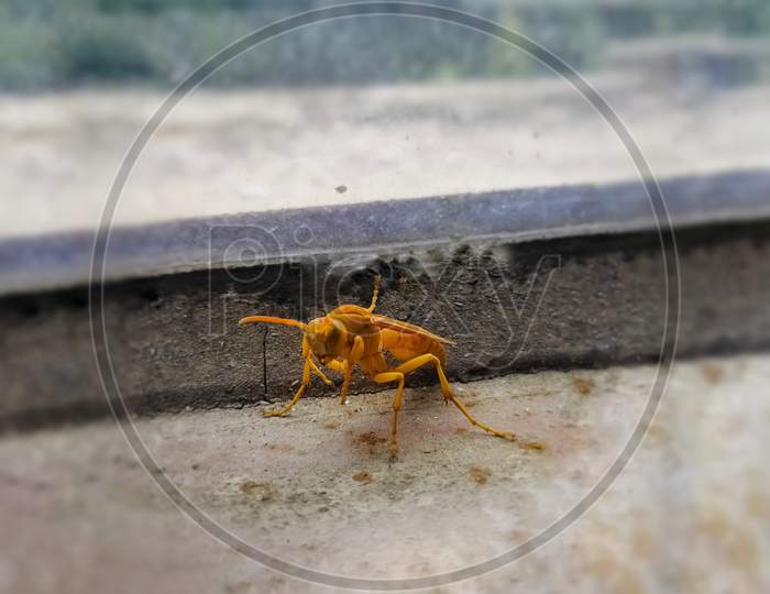Yellow Bee (asian giant hornet)sitting on a floor