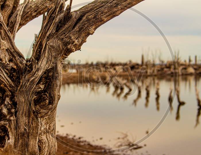 Some Dead Trees In The Lake. City Of Epecuen Submerged.