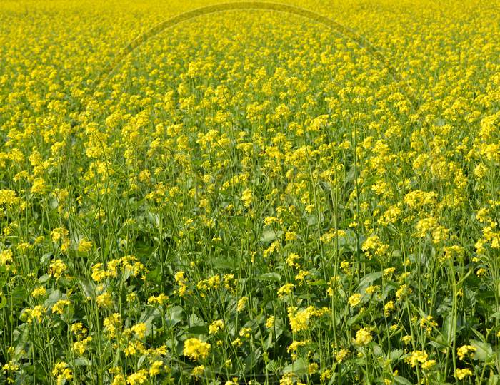 Beautiful yellow flowers of mustard field