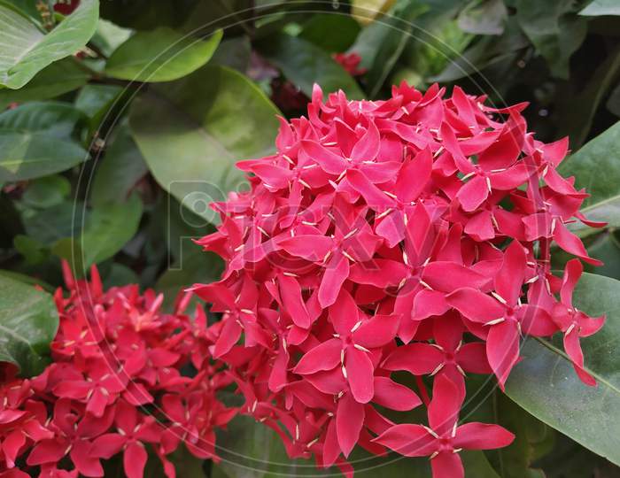 Beautiful blossom of red ixora flower during autumn season | Ixora chinensis | King Ixora