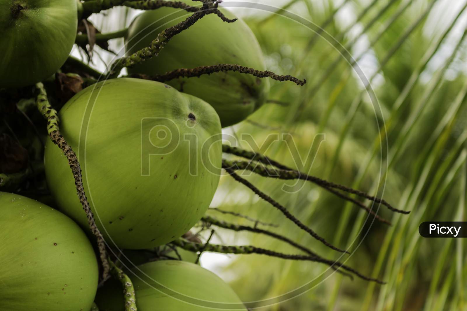 Posy Of Coconuts On A Palm Tree. Round Fruit Of Green Color With Water Inside. Nutritious Food Of Vegetable Origin. Plants For The Production Of Coconut Oil.