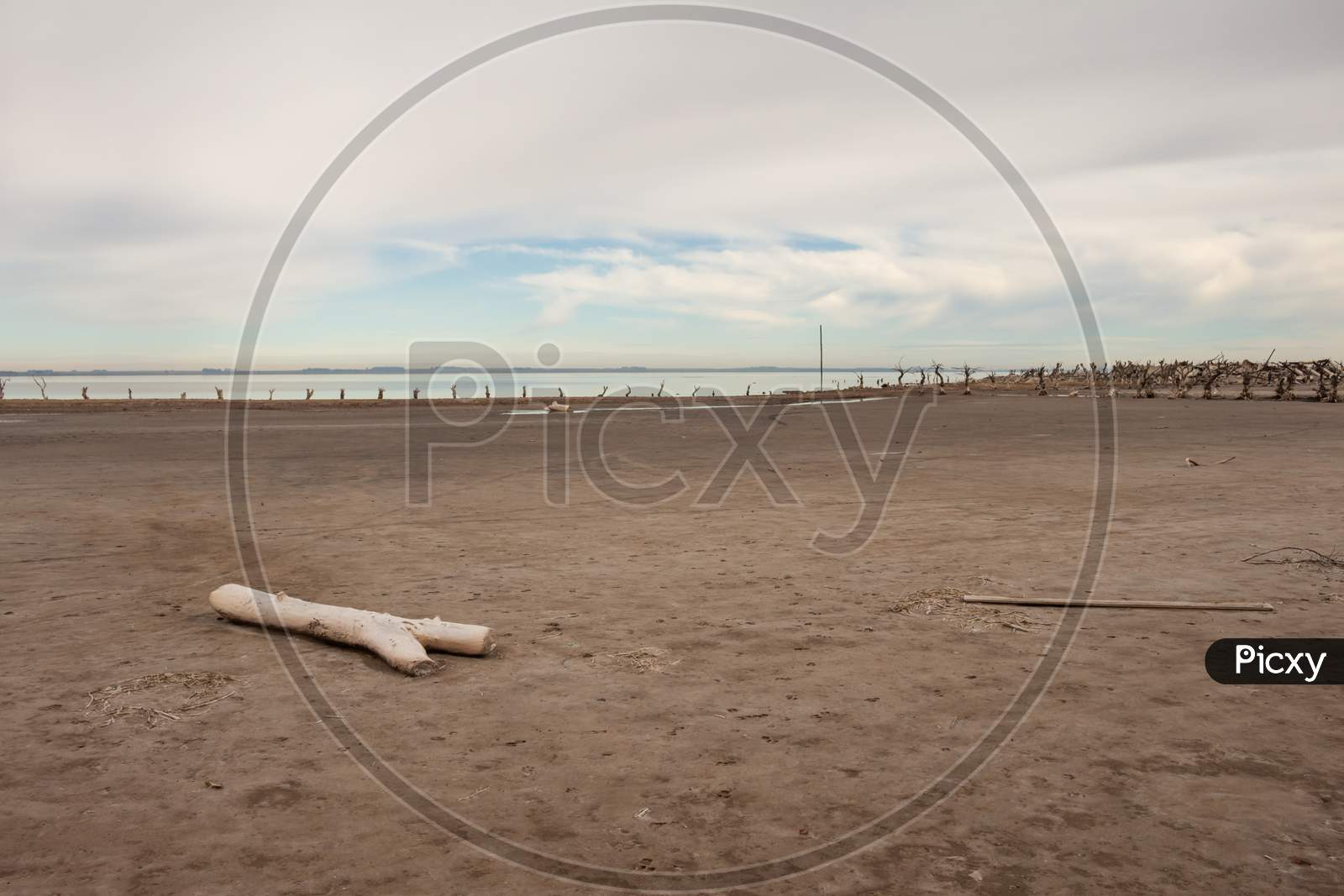 Dead Trees In The Lake. City Of Epecuen Submerged. Desolate Landscape