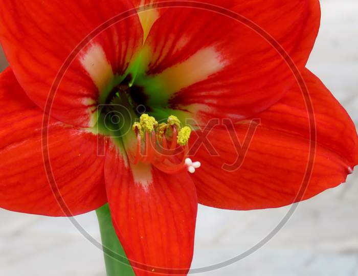 Red Amaryllis flower,Close up of a Beautiful Red Amaryllis flower