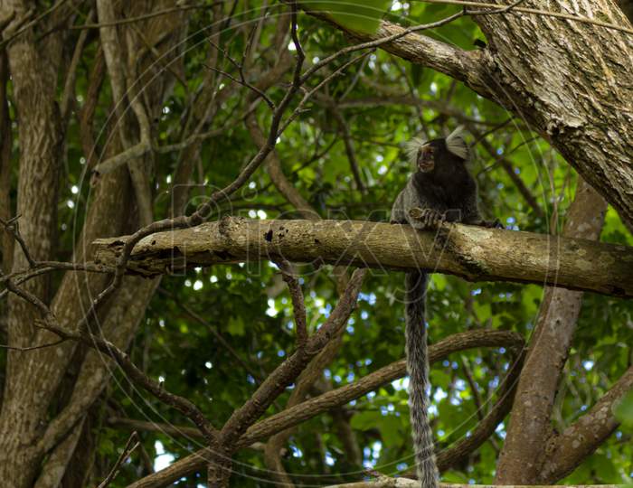 Little Monkey Perched On A Tree Branch. Brazilian Monkey In Its Natural Environment.