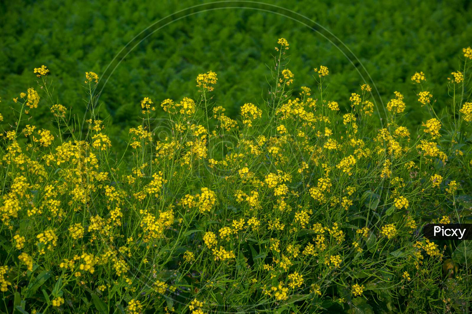 Field Of Bright Yellow Mustard Flower At Dhaka, Bangladesh.