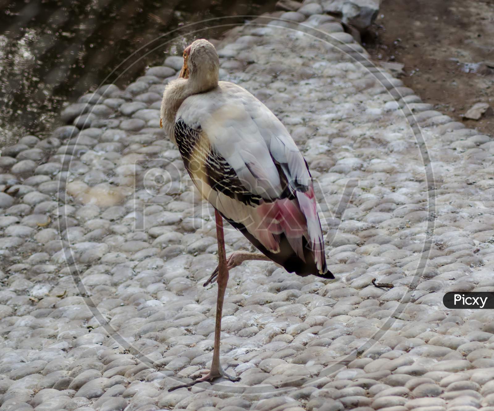 Storks are large, long-legged, long-necked wading birds with long, stout bills.