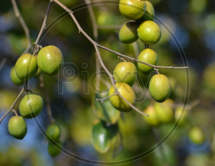 Indian Jujube or Ziziphus mauritiana on the jujube tree