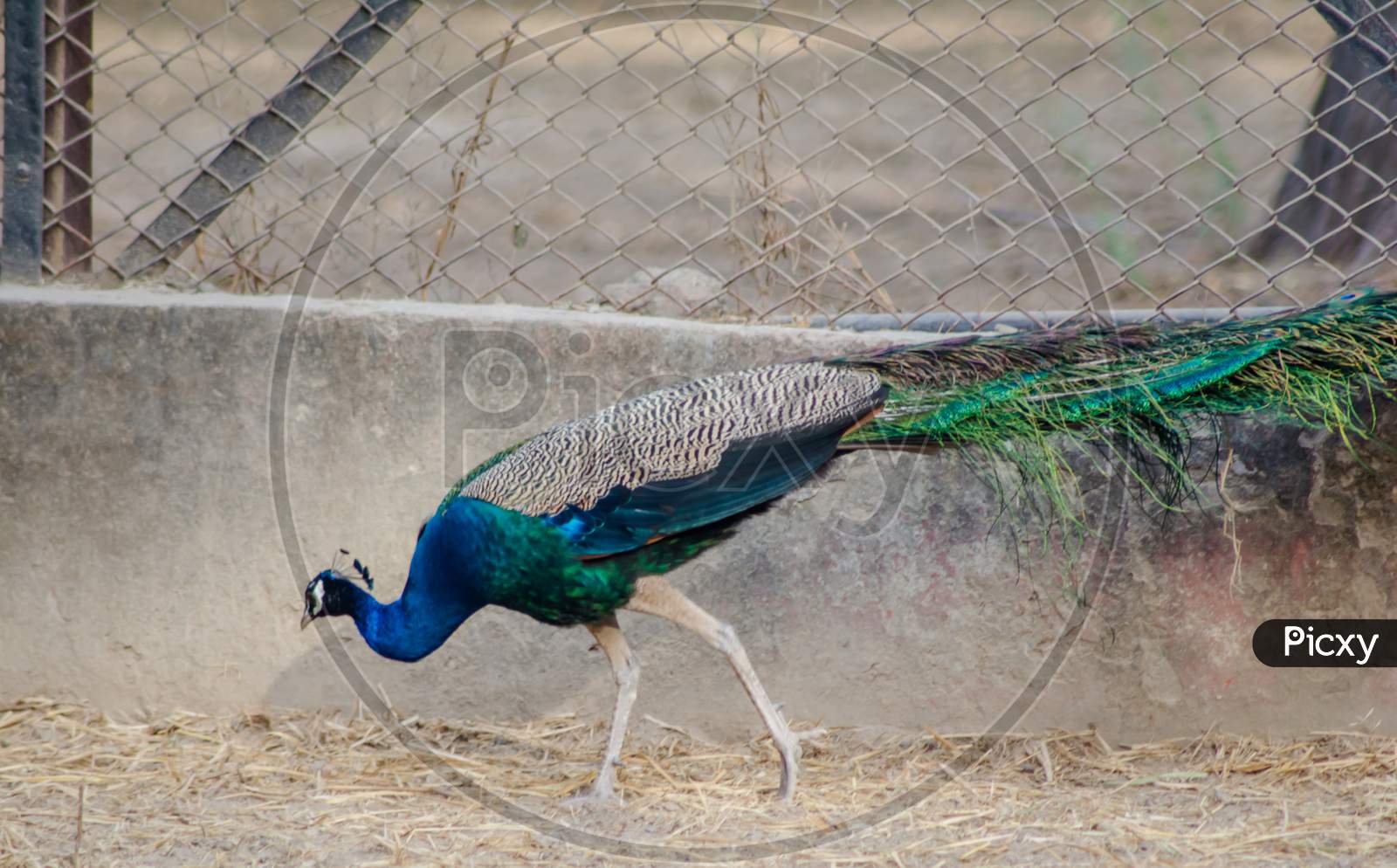 Peafowl is a common name for three species of birds in the genera Pavo and Afropavo of the Phasianidae family