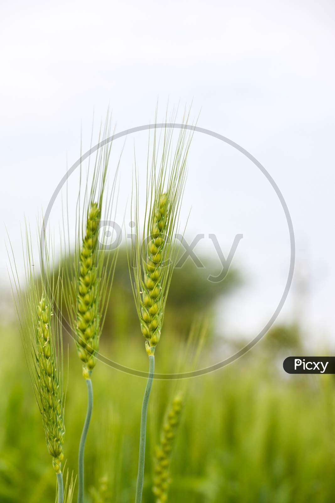 Close up of young green wheat on the field