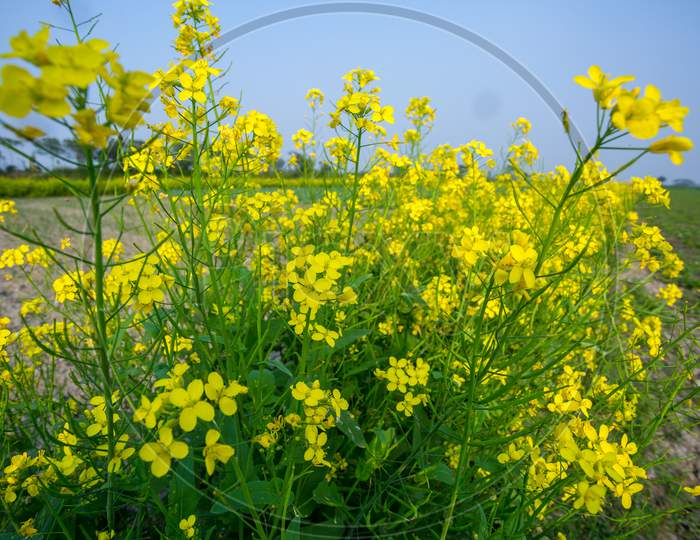 Bangladeshi Mustard Plants Flower Fields Is Full Blooming.