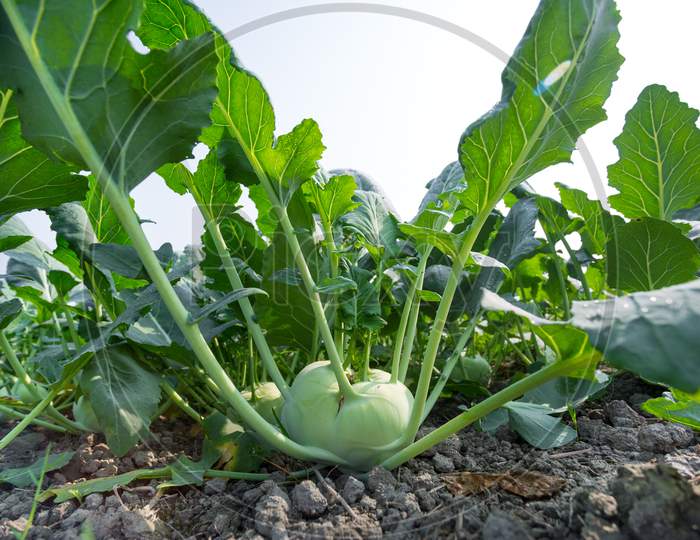 Kohlrabi Cabbage Growing In Garden. Kohlrabi Or Turnip Cabbage In Vegetable Bed.