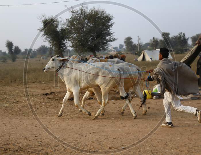 Nagaur Cattle Fair, Where Animals Like Camels, Cows, Horses And Bulls Are Brought To Be Sold Or Traded, In Nagaur District In The Desert State Of Rajasthan, India.