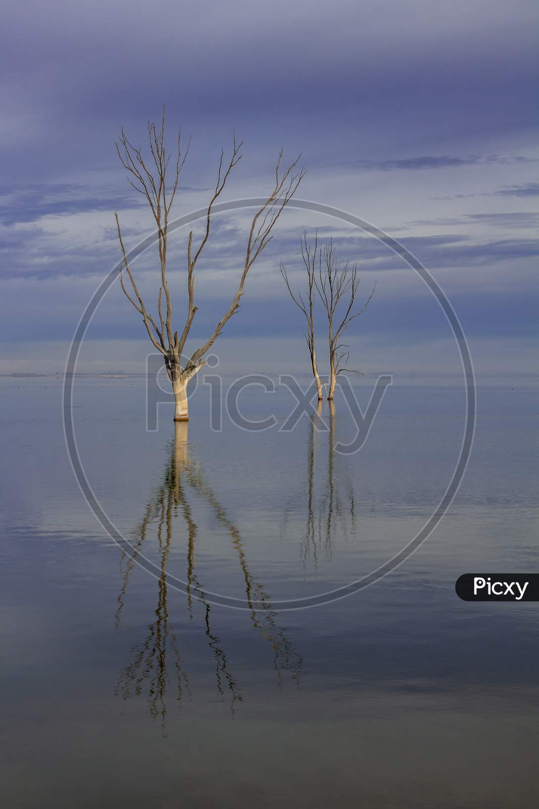 Dry Tree In The Lake. The Mist And The Clouds Melt On The Horizon.
