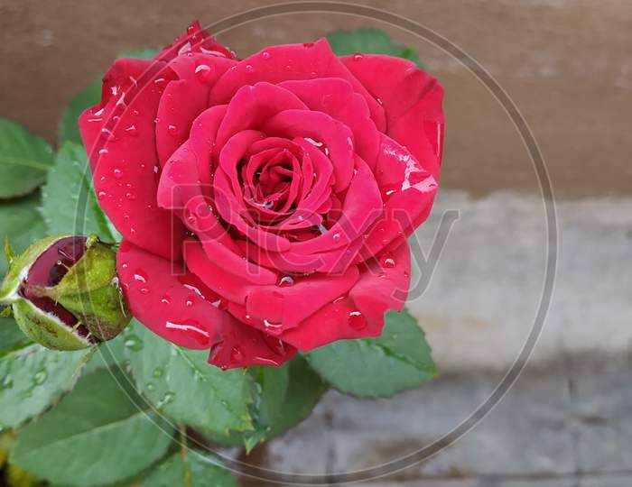 Close up view of Fresh Red Rose