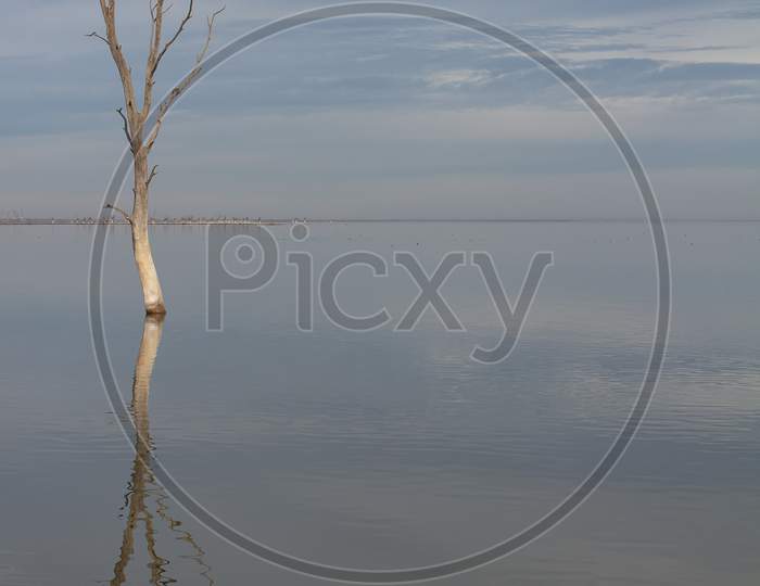 Dry Trees Submerged In The Lake. The Branches Without Leaves Are Reflected In The Calm Of The Water.