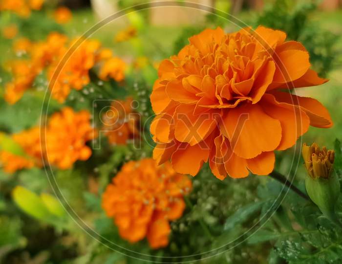 Tagetes Patula French Marigold Flower Grown In Garden