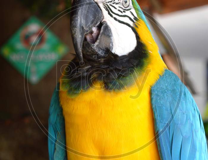 A beautiful parrot