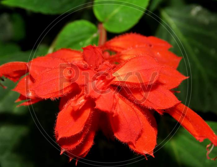 Red Scarlet sage or Feuersalbei flower,red flower in the garden,