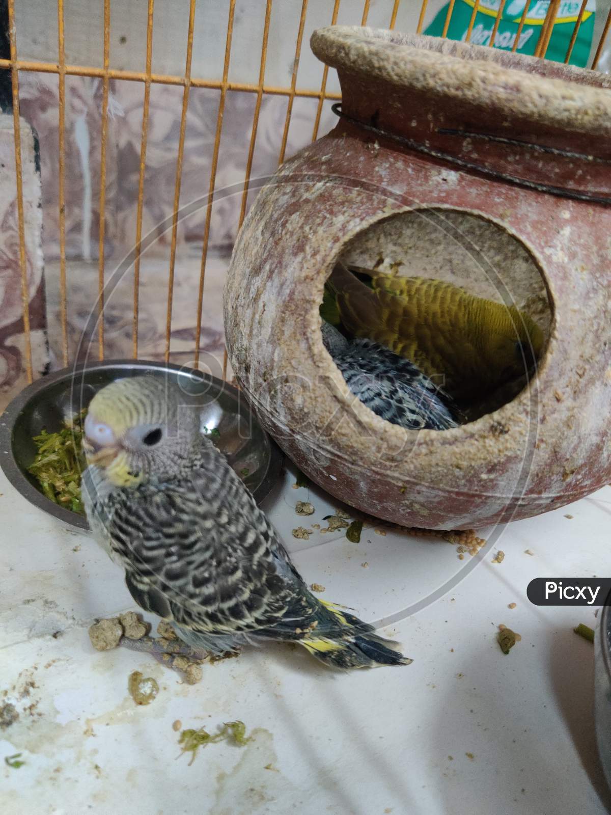 love birds cage with pot