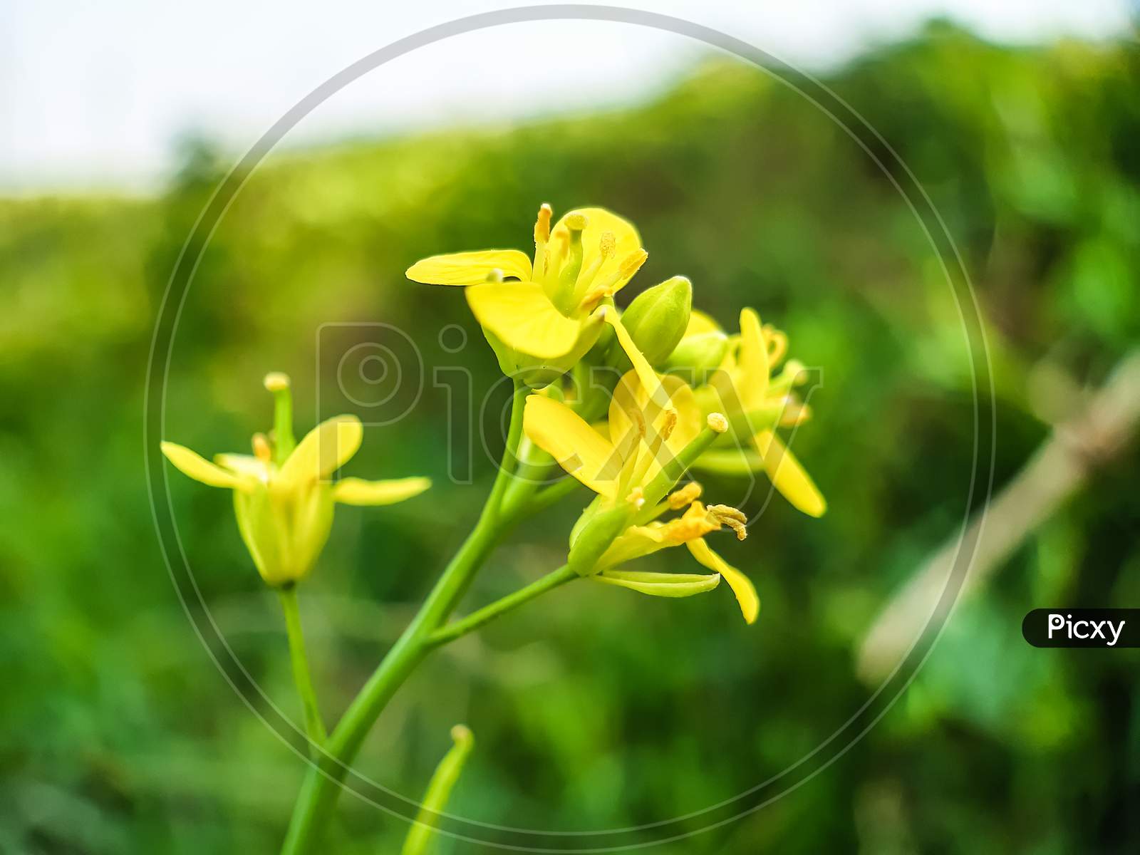 Yellow Mustard Agriculture Land And Green Background .