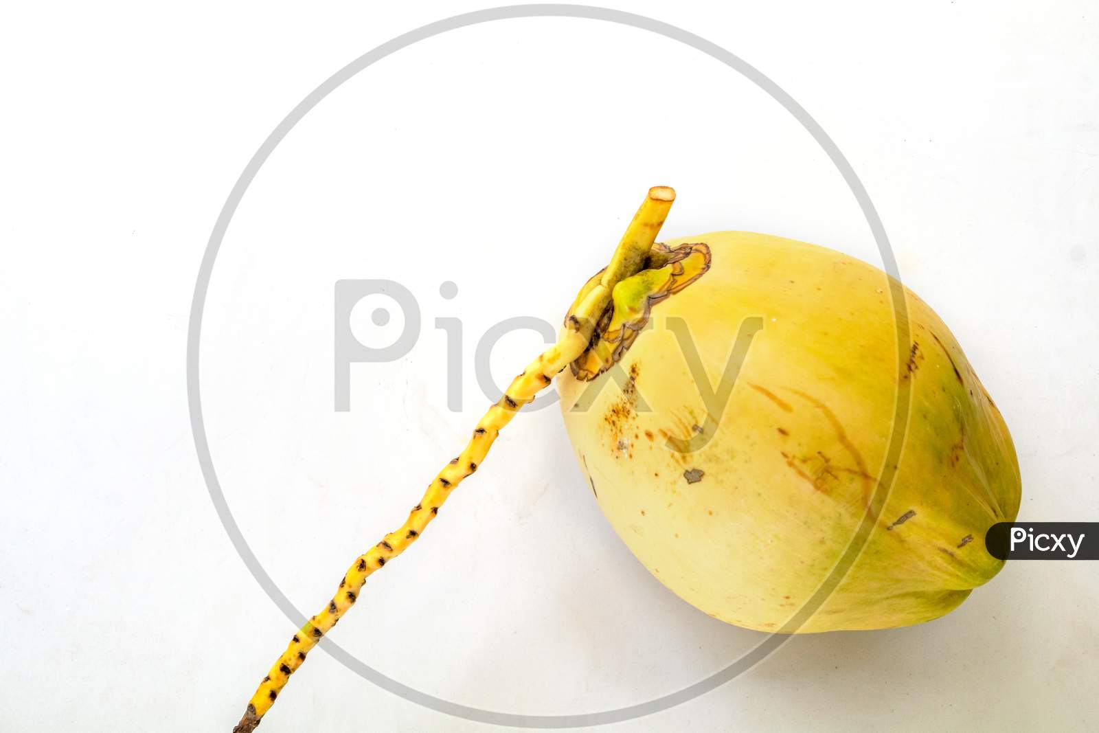 A Tender Young Coconut On Plain White Background