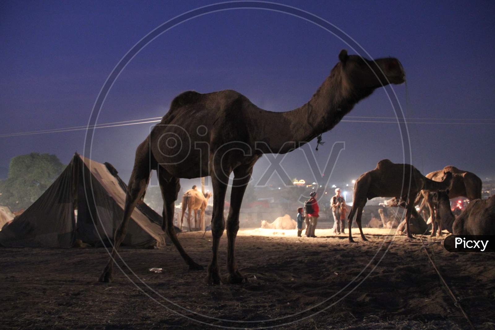Camels At Pushkar Camel Fair