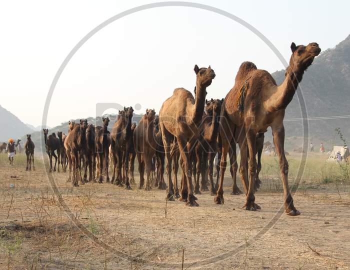 Caravan Of Camels In Nagaur Cattle Fair, Nagaur