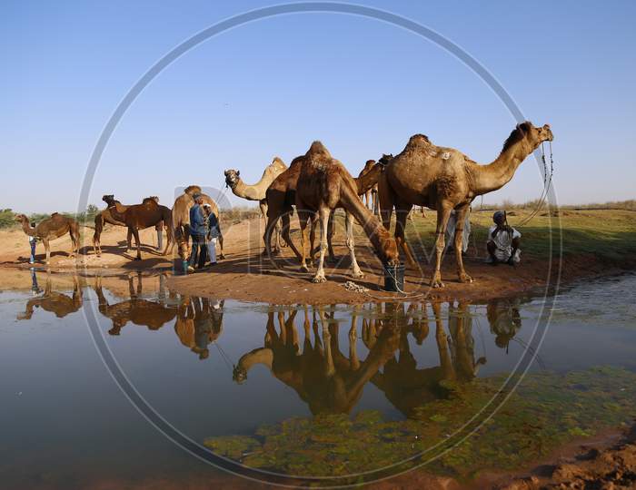 Herd of Camels Drinking Water At a Lake In Nagaur Cattle Fair, Nagaur