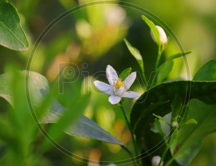 Defocused Lemon Flower Background