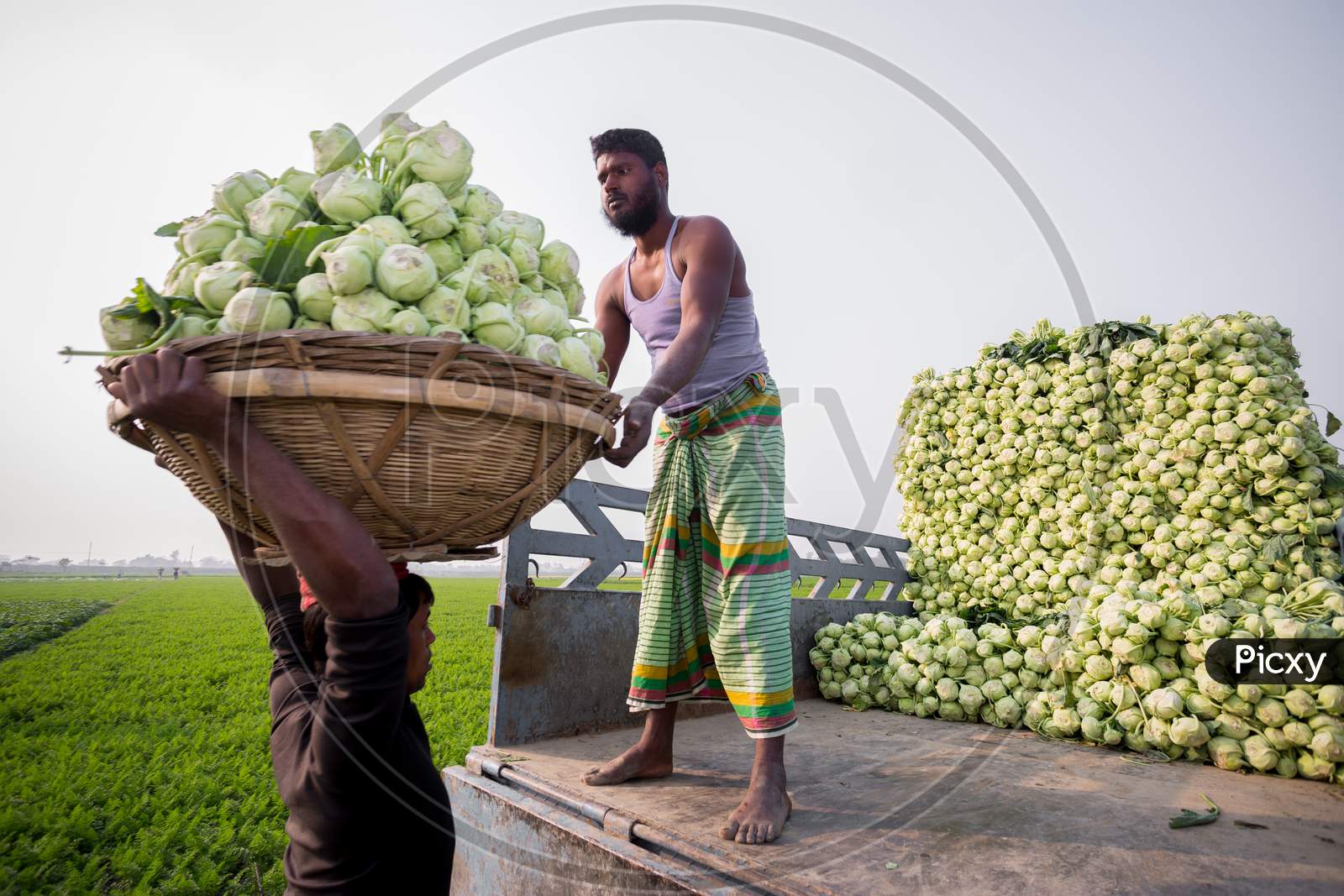 Bangladesh – January 24, 2020: Labors Are Uploading Turnip In Picked Up The Truck For Export In Local Market At Savar, Dhaka, Bangladesh.