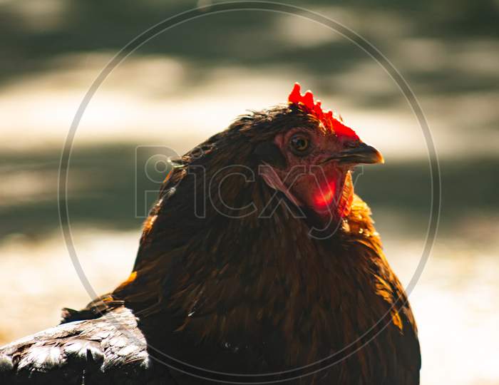 Close Up Of A Bird. Live Hen In Her Pen. Live Food Of Animal Origin.