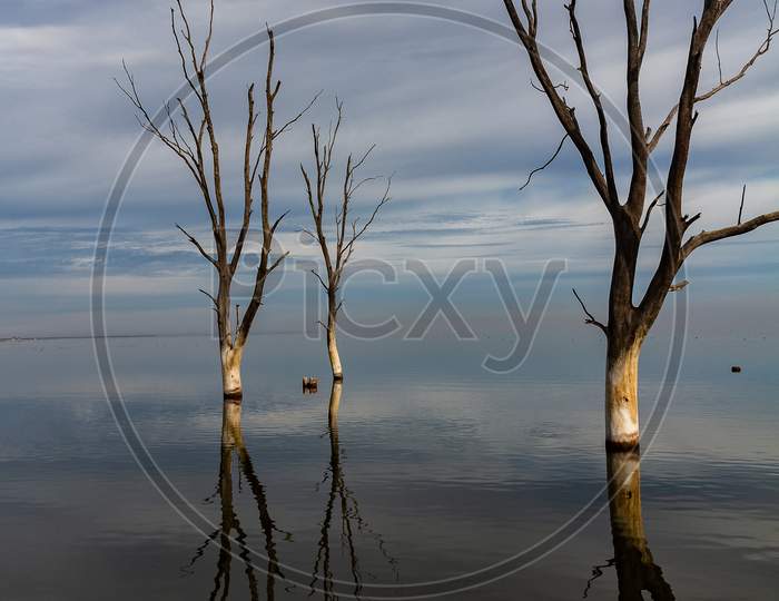 Dry Tree In The Lake. The Mist And The Clouds Melt On The Horizon.